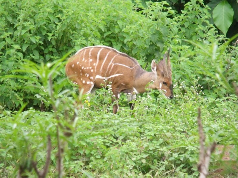 Antilope in Ghana