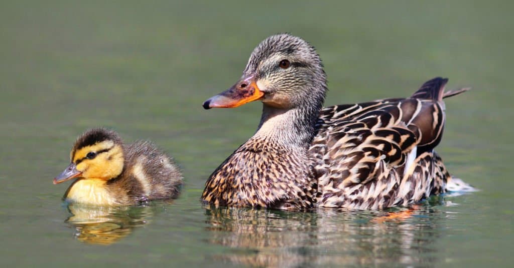 Un anatroccolo germano reale nuota accanto a sua madre
