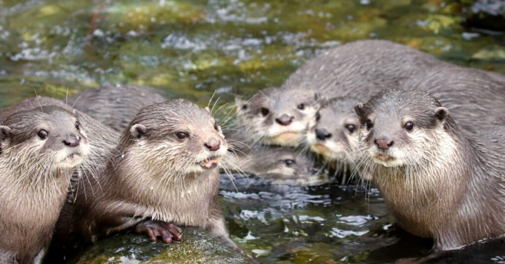 Cosa mangiano le lontre di fiume?