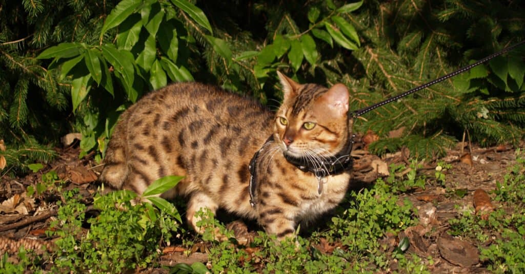 savannah-gatto-che-cammina-fuori-al-guinzaglio