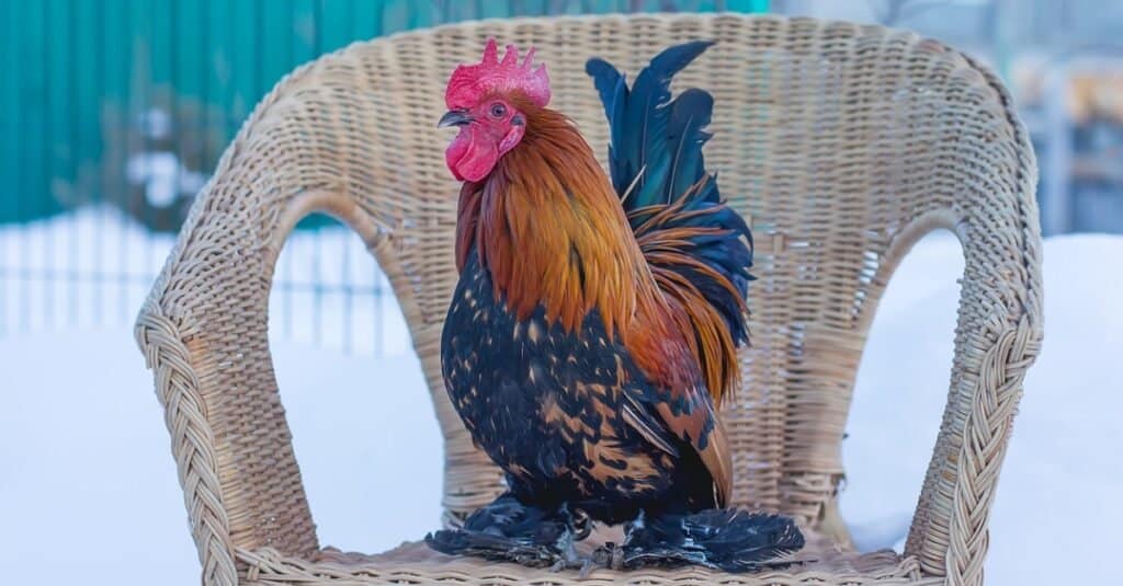 Animali di supporto emotivo