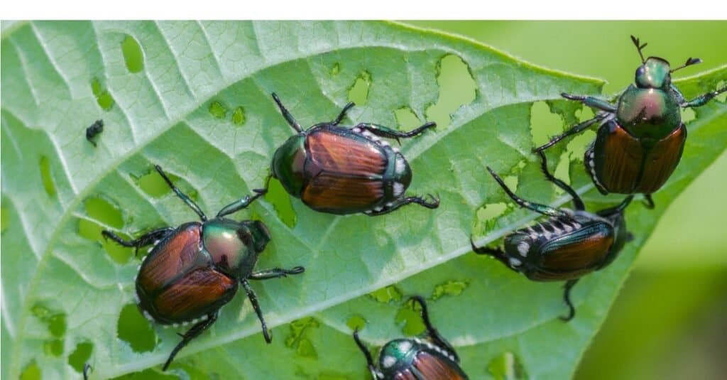 Coleotteri giapponesi invasivi che mangiano foglie di fagiolini in un giardino.