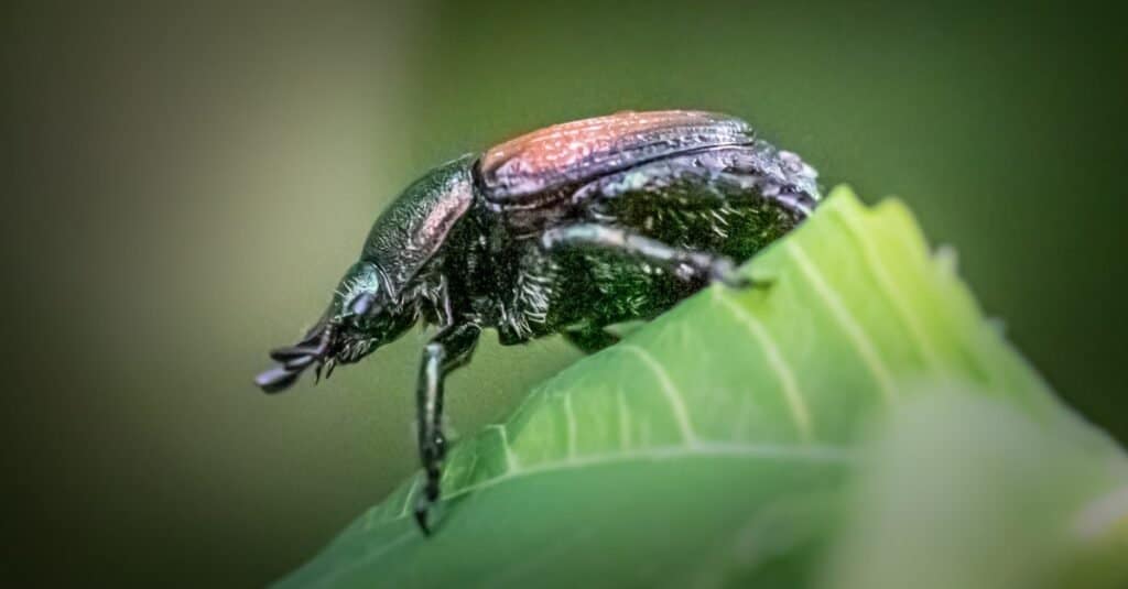 Primo piano di un coleottero giapponese in natura contro uno sfondo verde sfocato