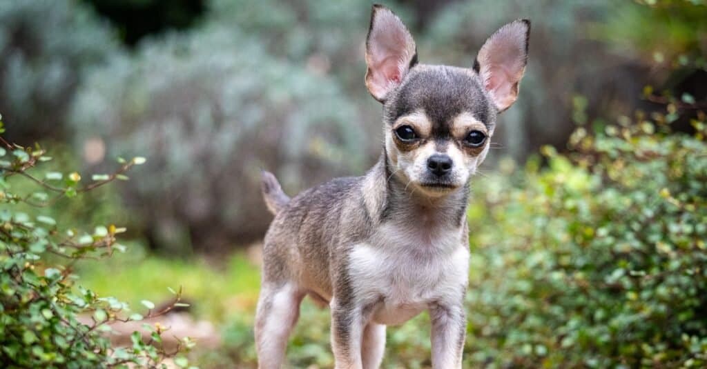 Cucciolo di Chihuahua sul pallone da calcio