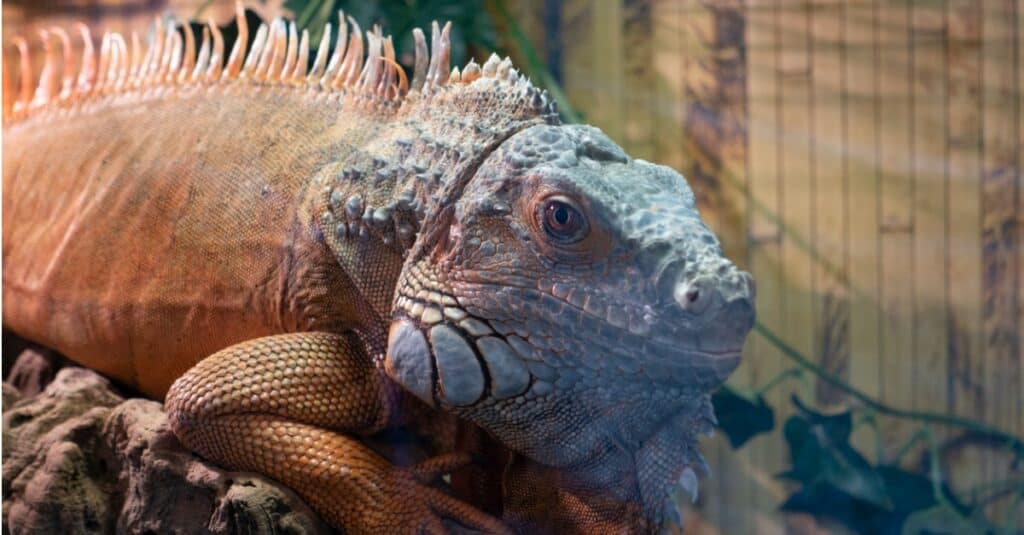 iguana-verde-primo-piano-seduto-in-recinto