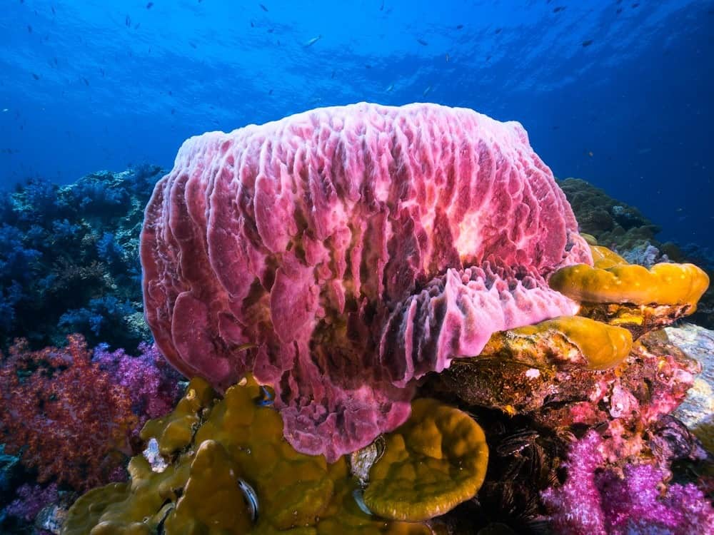 Cosa mangiano le spugne - spugna di barile sul fondo del mare
