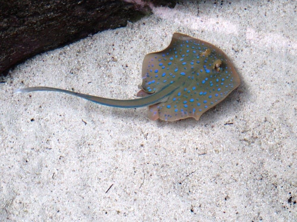 Baby Stingray in acquario