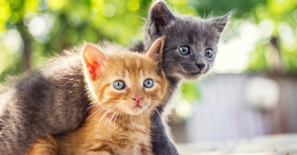 Quanti anni ha il mio gatto