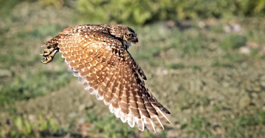 gufo delle tane in volo