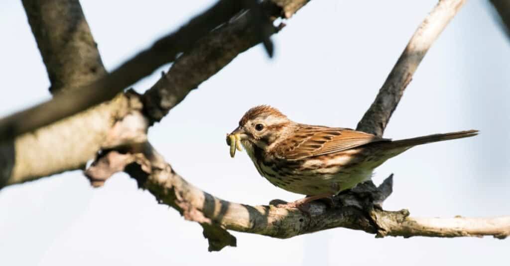 Passero canoro (Melospiza melodia) con alimenti per neonati.