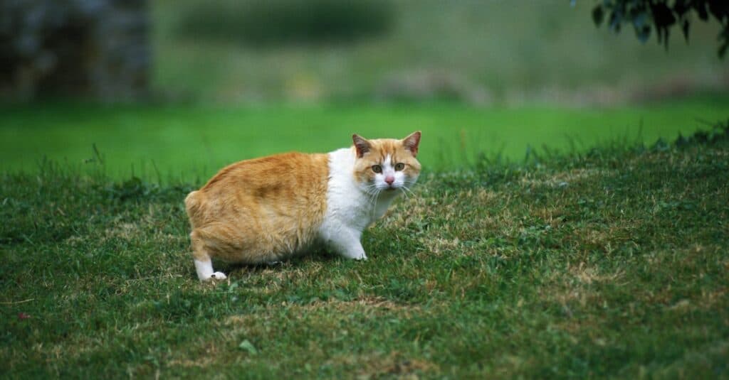 gatto manx che vaga fuori