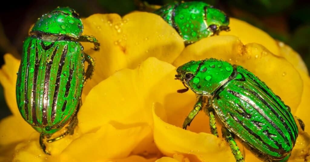Bellissimi animali verdi - Scarabeo glorioso