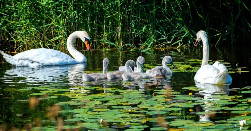Animali che si accoppiano per la vita: il cigno reale
