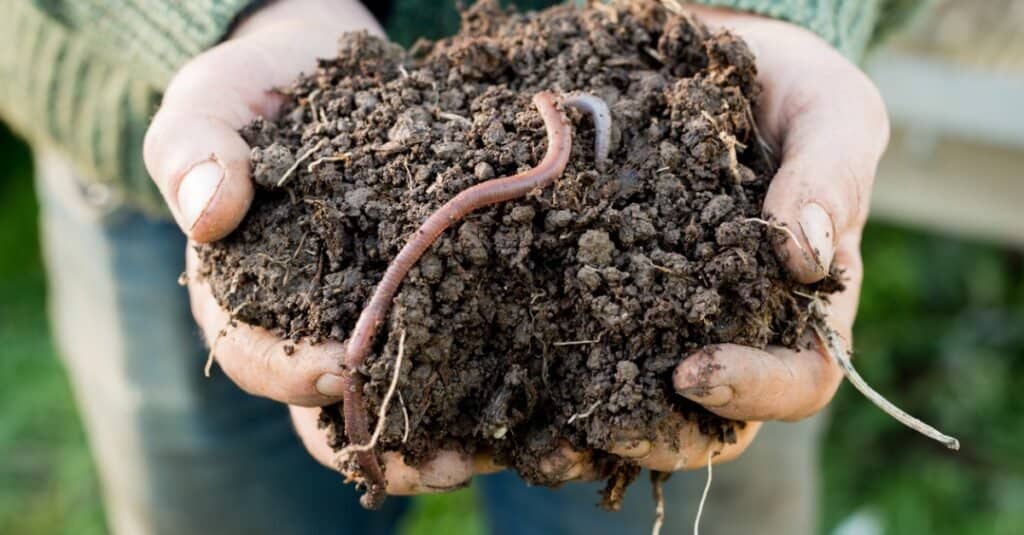 lombrico nella sporcizia nelle mani di qualcuno