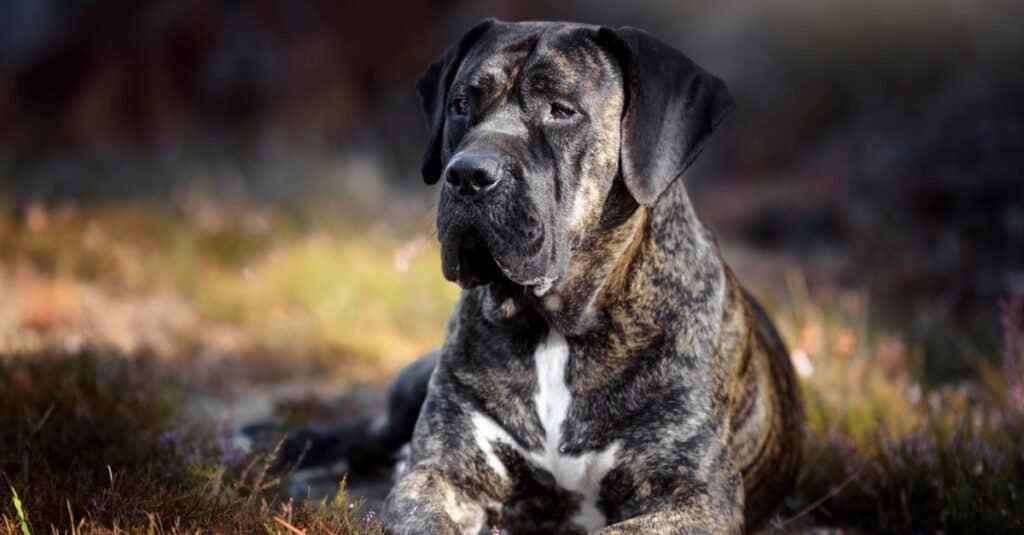 Morso di razza di cane più forte - Presa Canario