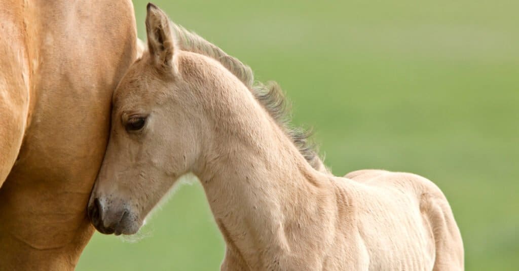 Cavallino - puledro con mamma