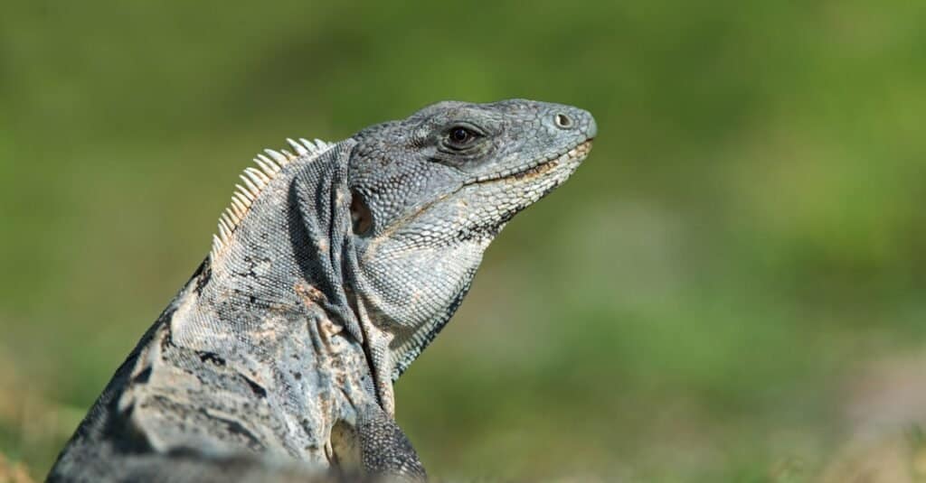 primo piano dell'iguana dalla coda spinosa nera