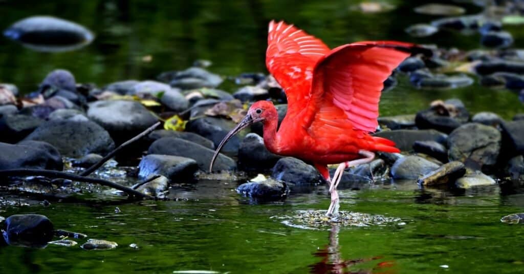 Animali rossi - Ibis scarlatto