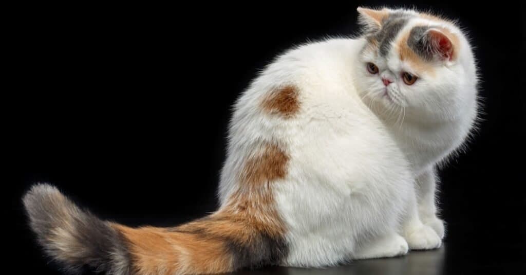 I gatti più brutti - Exotic Shorthair