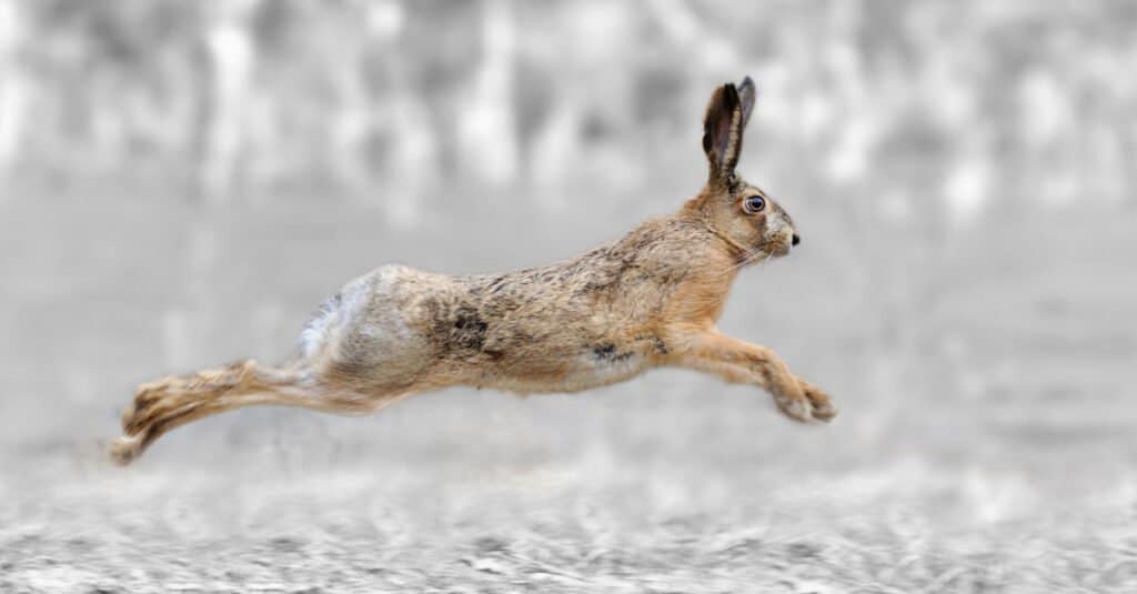 Cosa mangiano le lepri - Lepre che corre