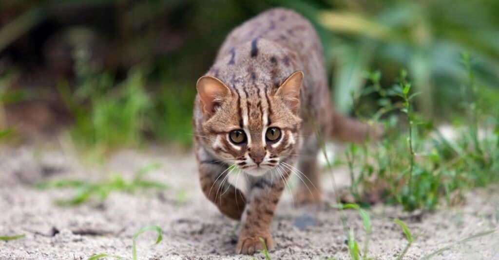 I gatti più veloci - Gatto macchiato di ruggine
