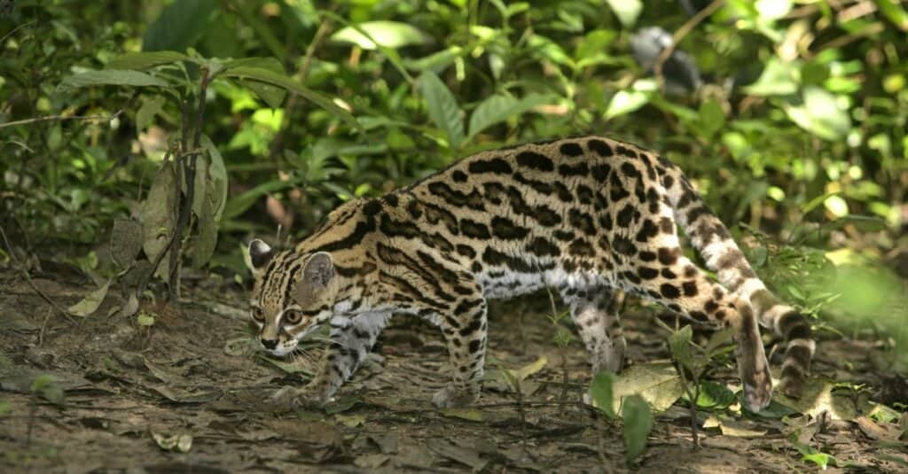 I gatti più veloci - Margay