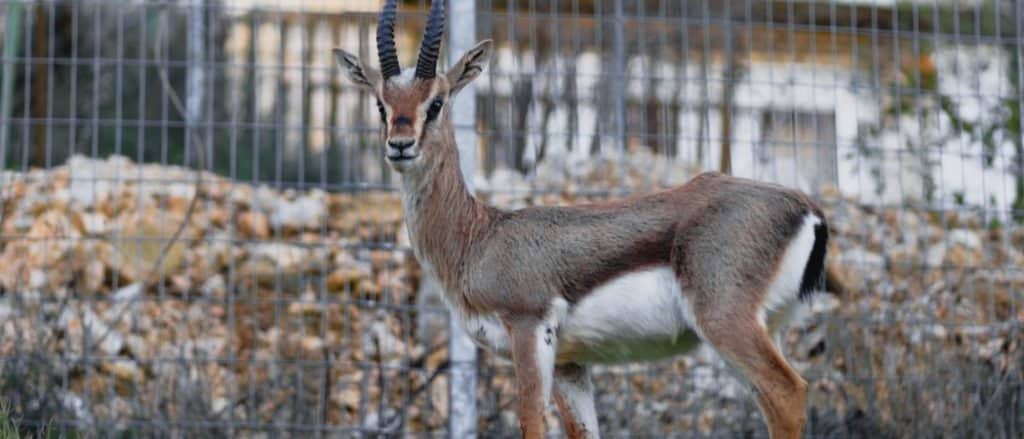 Cosa mangiano le gazzelle?