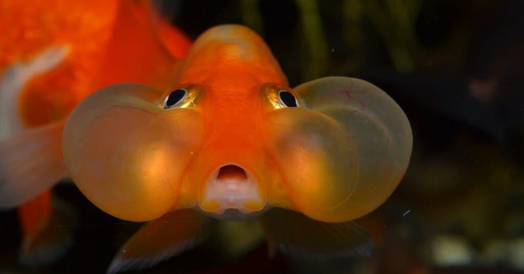 Pesce rosso occhi bolla