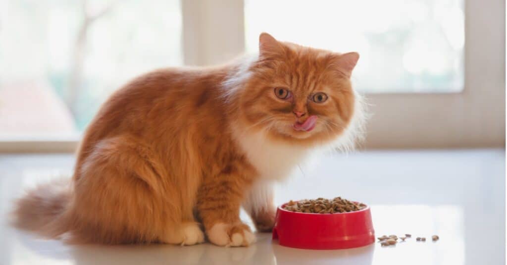 Il persiano lecca la bocca mentre mangia