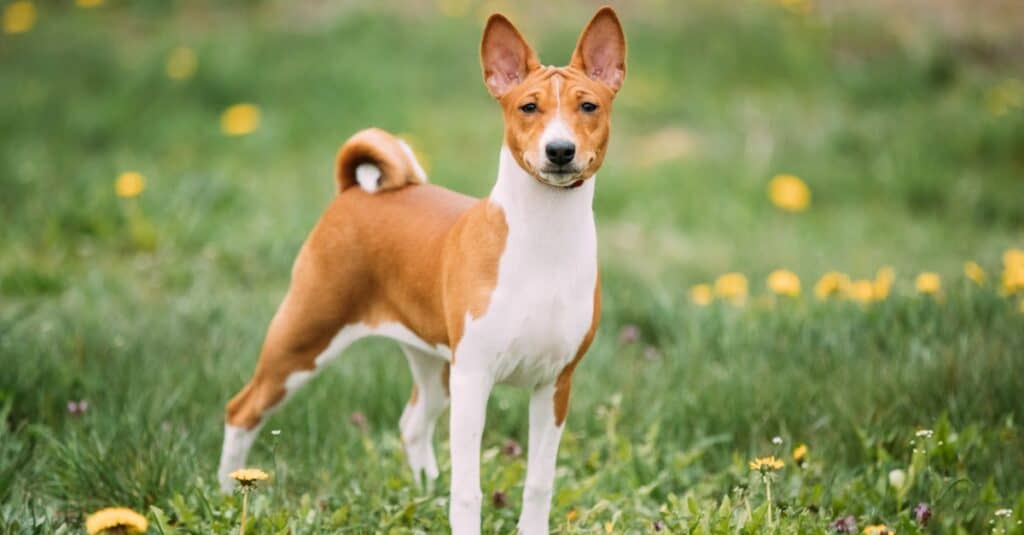 Basenji in piedi sul campo