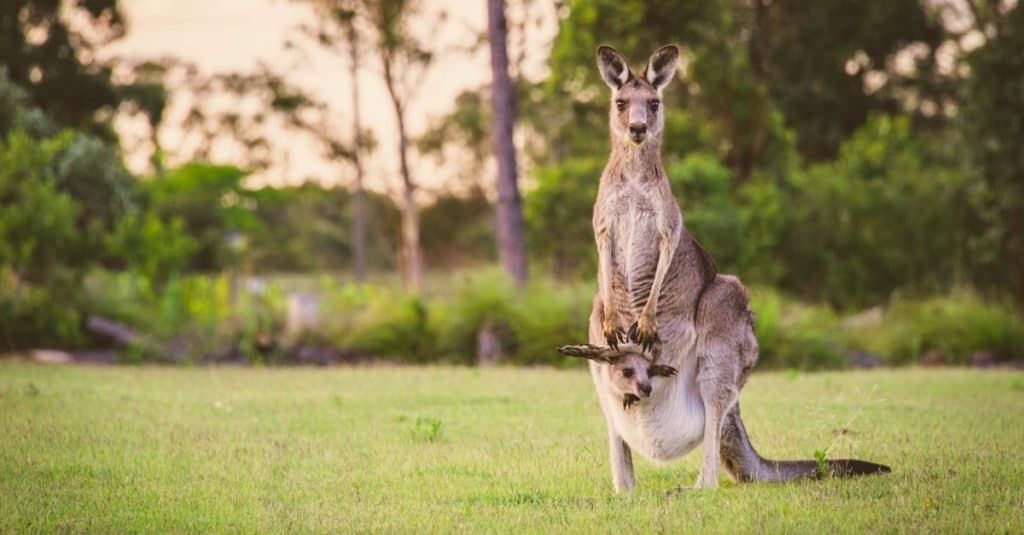 Fatti sugli animali: un cucciolo di canguro