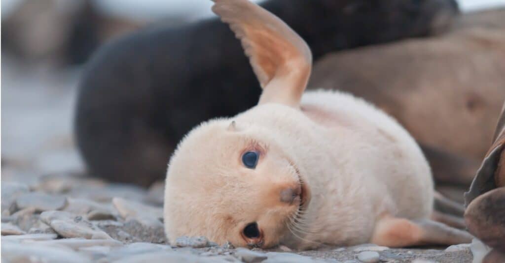 baby-foca-sorridente