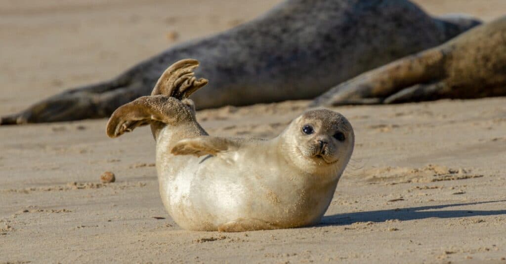 cucciolo di foca che gioca