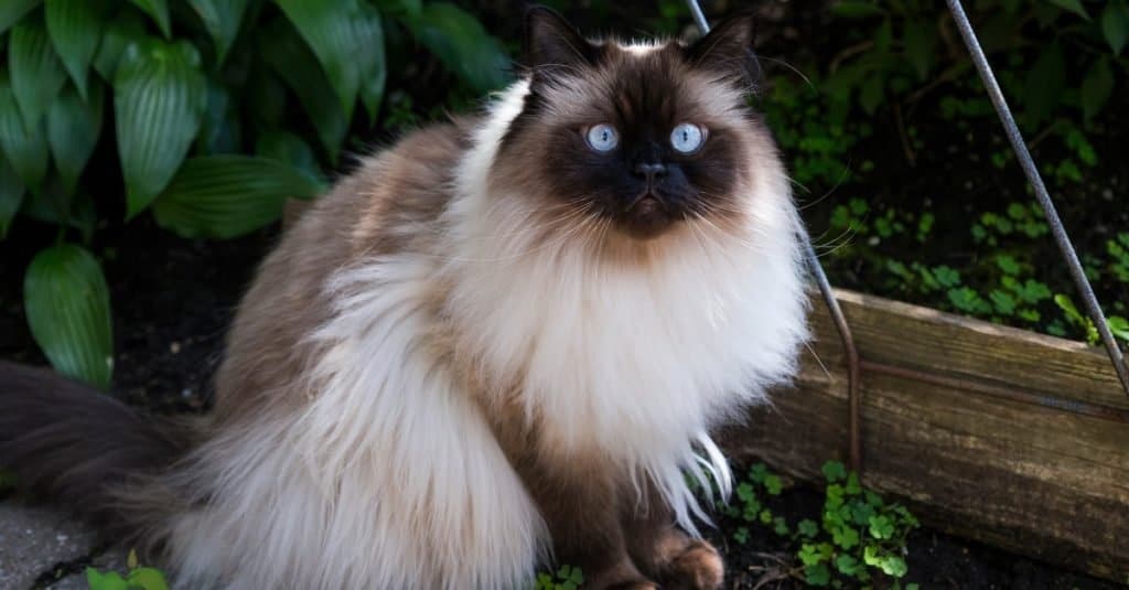 Gatto himalayano dalla faccia di bambola a punta di cioccolato con sorprendenti occhi azzurri seduti in giardino.