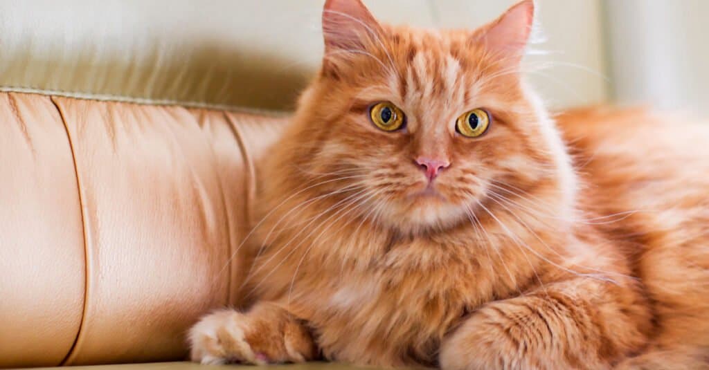 gatto sdraiato sul divano in pelle