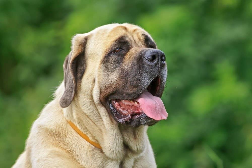 Ritratto di mastino inglese