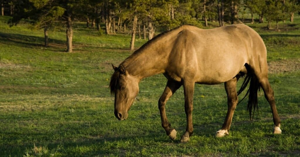 Sorraia Mustang al pascolo in pascolo