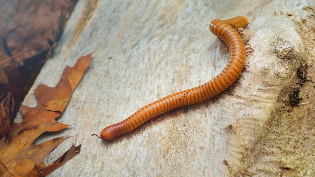 Cosa dare da mangiare ai millepiedi come animale domestico