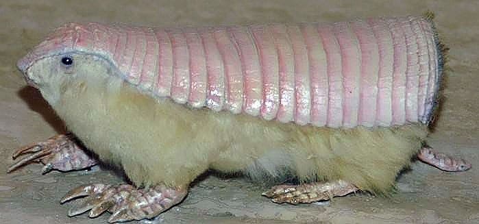 Nomi di animali divertenti
