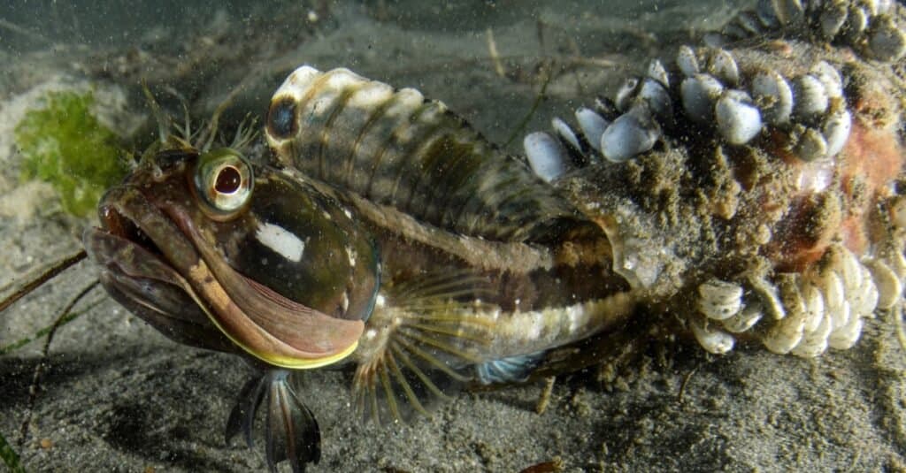 Nomi di animali divertenti