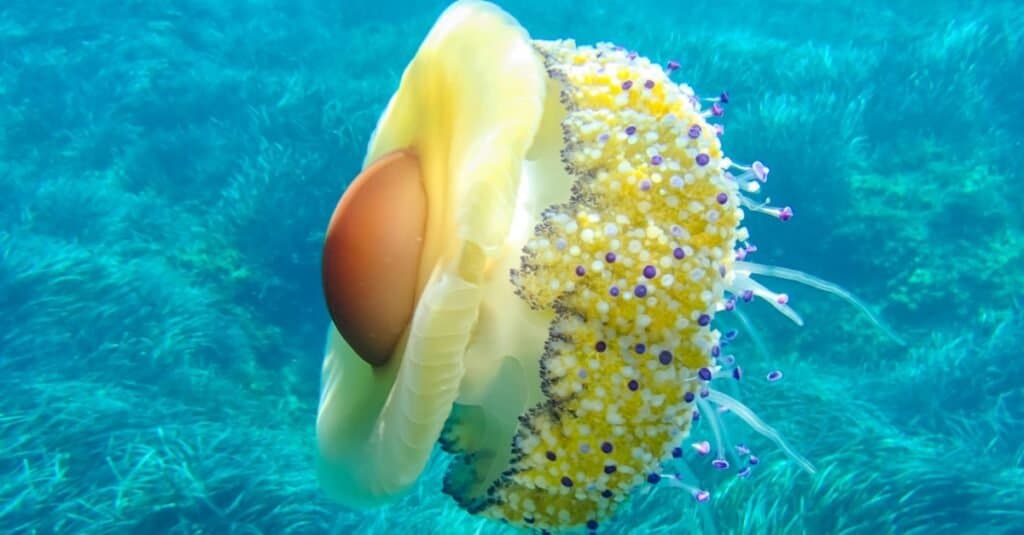 Nomi di animali divertenti