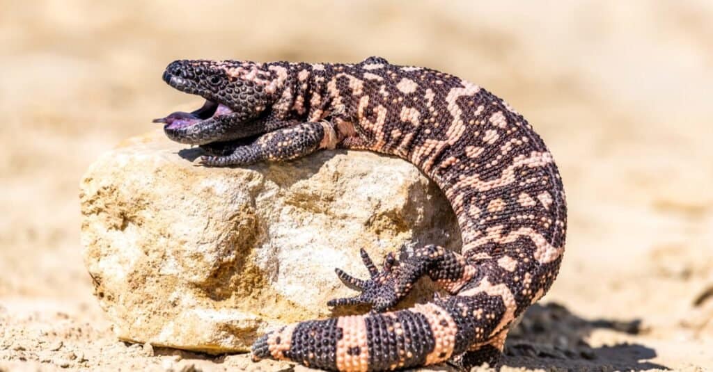 Gli animali più lenti del Nord America