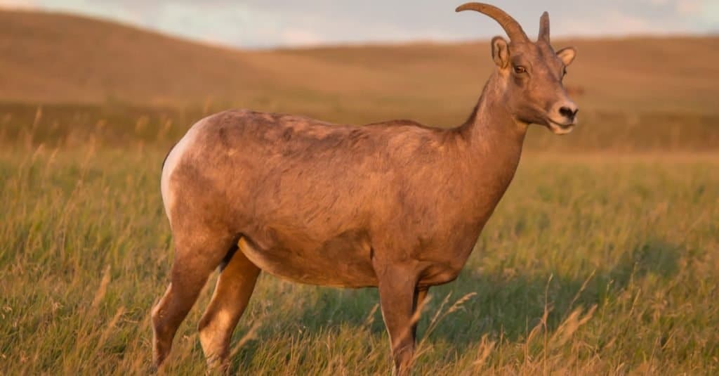 Pecora bighorn, al pascolo sull'erba della prateria con cielo blu e nuvole bianche sullo sfondo.