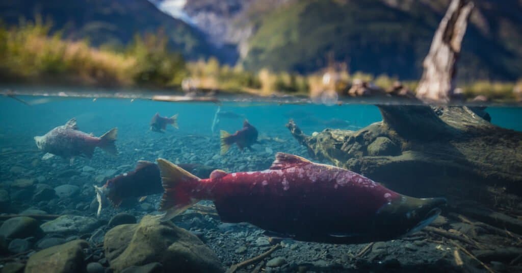 Salmone più grande - salmone rosso che depone le uova