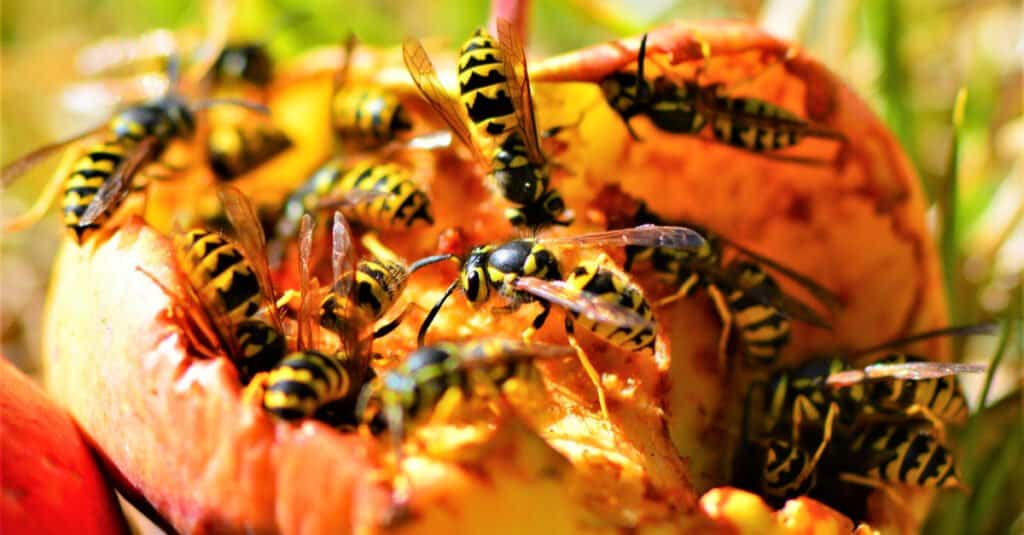 Cosa mangiano le giacche gialle - le giacche gialle sulla mela