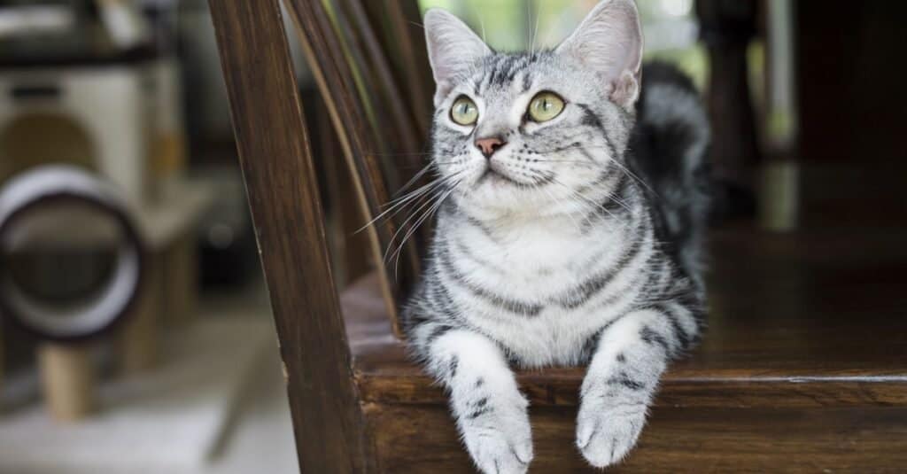 I migliori animali da appartamento