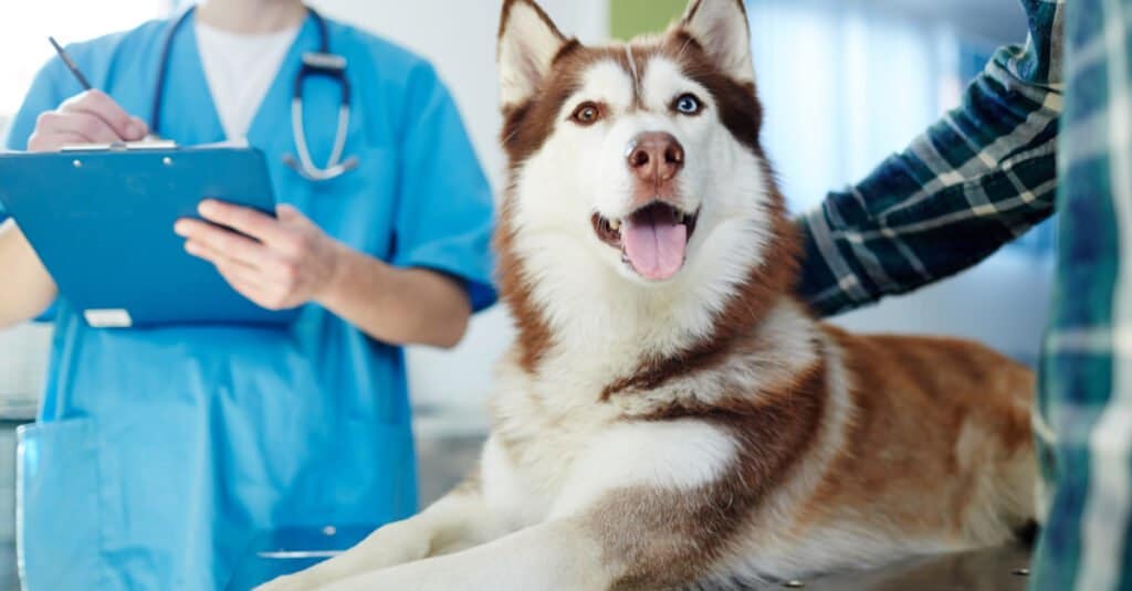 Gli animali domestici più vecchi ancora vivi - Cane dal veterinario