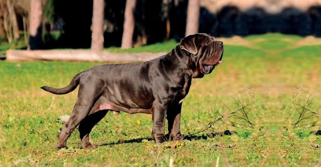 Mastino Napoletano in piedi all'aperto