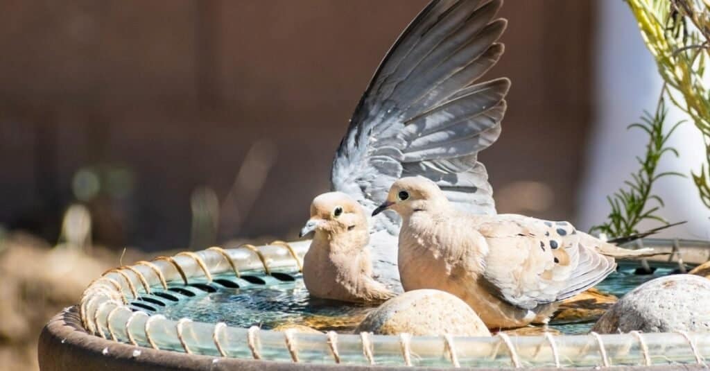 Gli animali più romantici