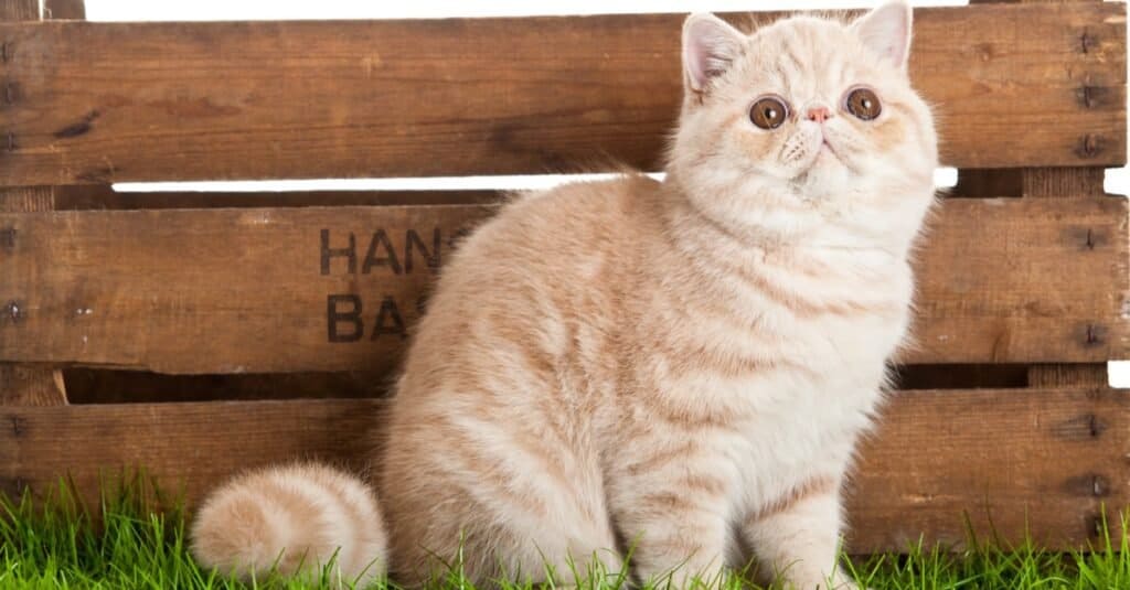 Animali di supporto emotivo